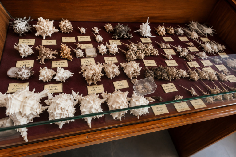 collezione malacologica museo mandralisca cefalu